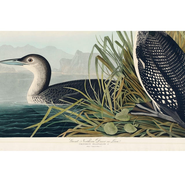 Great Northern Diver or Loon, Vintage Art Print Reproduction From Birds of America by John James Audubon, 30" X 20" For Sale - Image 9 of 10