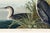 Great Northern Diver or Loon, Vintage Art Print Reproduction From Birds of America by John James Audubon, 30" X 20" For Sale - Image 9 of 10