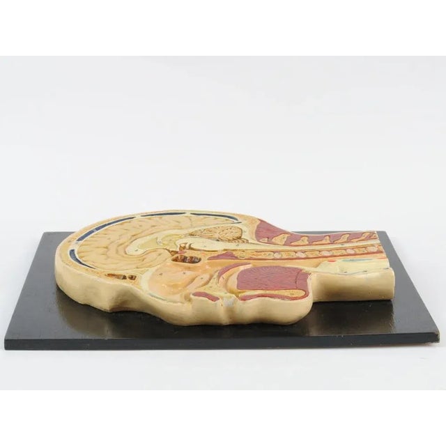 1950s Vintage Human Head Cross Section Anatomy Model, 1950s For Sale - Image 5 of 6