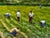 British 20th Century Landscape Oil Painting, Strawberry Pickers Harvesting in West Sussex South Downs For Sale - Image 13 of 18