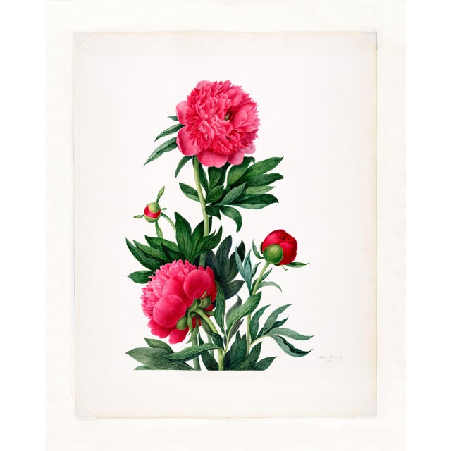 Red Reproduction Victorian Botanical Prints - Set of 6 Peonies For Sale - Image 8 of 9