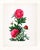 Red Reproduction Victorian Botanical Prints - Set of 6 Peonies For Sale - Image 8 of 9