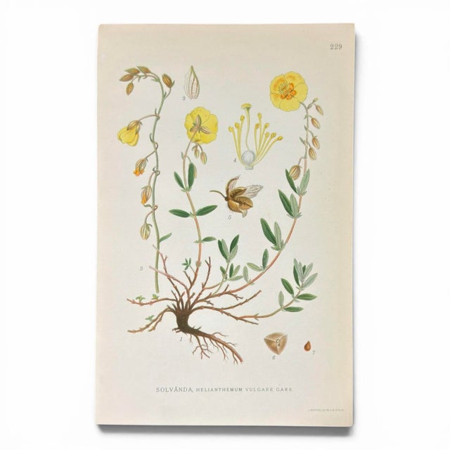 Realism Set of 4 Antique Swedish Botanical Prints | Yellow & Green Wildflowers For Sale - Image 3 of 9