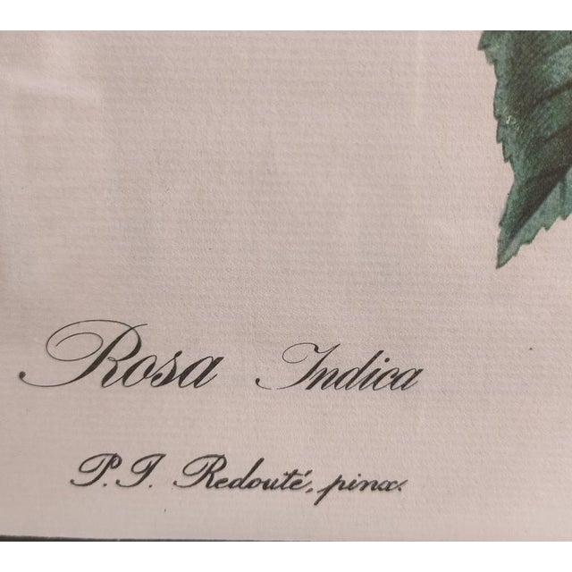 Pierre Joseph Redouté, Botanical of Bengal Rose, 1920s, Lithograph For Sale - Image 4 of 7