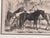 This is a stunning original 1867 “Illustrated London News” engraving featuring Arab horses in an elegant pastoral setting....