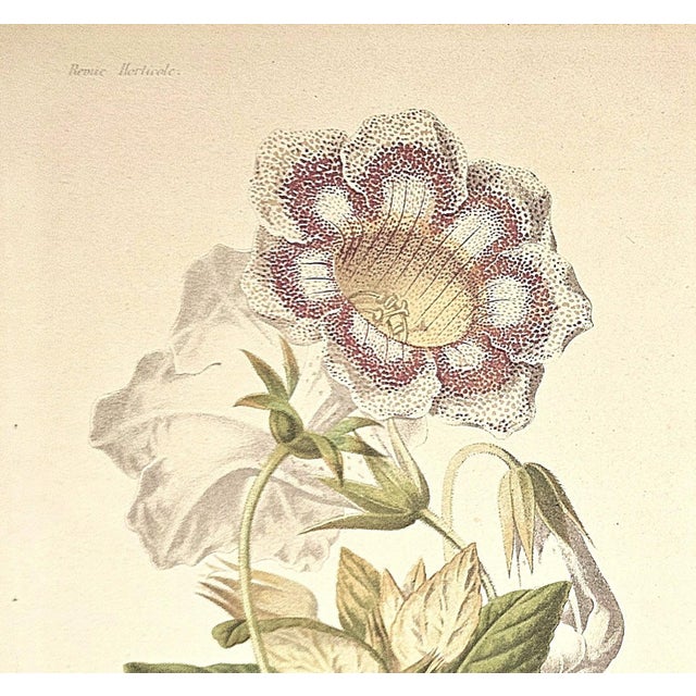 1883 Set of 2 Antique French Botanical Lithographs-Revue Horticole For Sale - Image 4 of 7