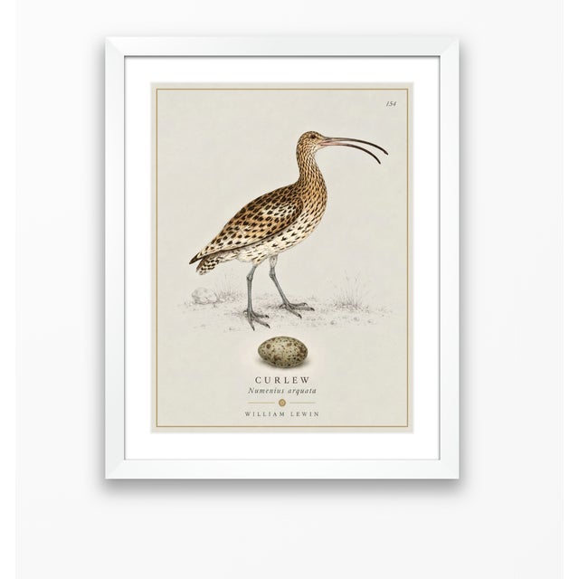 Not Yet Made - Made To Order William Lewin 1789 Waterbirds Fine Art Gallery Board Print - The Curlew For Sale - Image 5 of 12