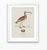 Not Yet Made - Made To Order William Lewin 1789 Waterbirds Fine Art Gallery Board Print - The Curlew For Sale - Image 5 of 12