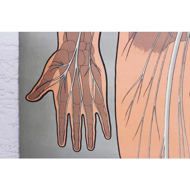 Antique Illustration Anatomy Poster For Sale - Image 5 of 11