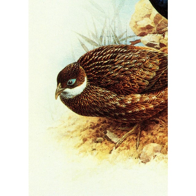Realism 1995 Birds of China "Impeyan Monal" (Himalayan Pheasant) Salesman Portfolio Sample Print by J F Lansdowne For Sale - Image 3 of 8