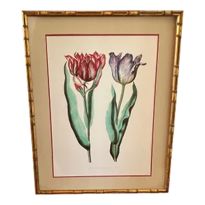 Parrot Tulips Lithograph, Commissioned by Kew Gardens, London, England, Framed