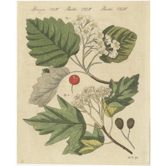Bertuch, Aeg, Whitebeam and Wild Service Tree in Blossom, 1815, Print For Sale - Image 3 of 12