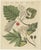 Bertuch, Aeg, Whitebeam and Wild Service Tree in Blossom, 1815, Print For Sale - Image 3 of 12
