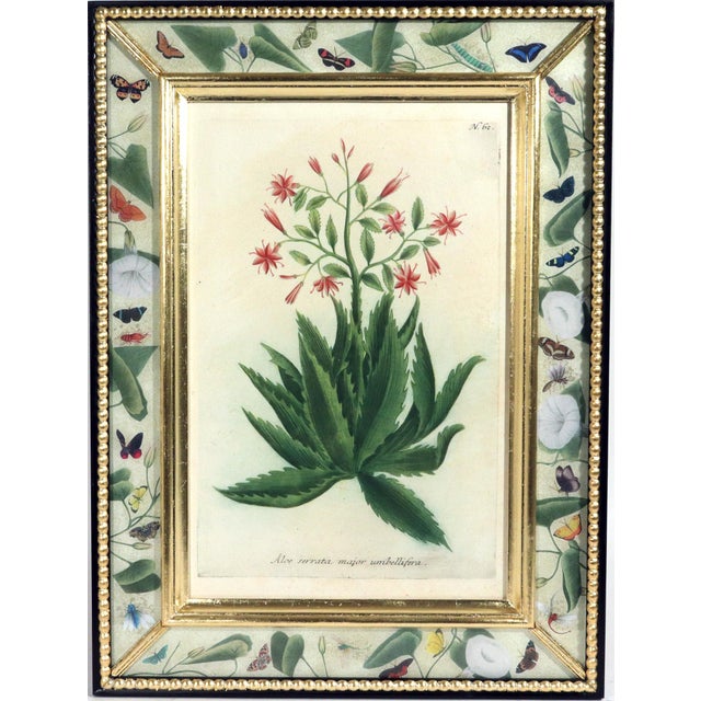 Set of Twelve Botanical Engravings by Johann Weinmann, Circa 1737–1745 For Sale - Image 9 of 16