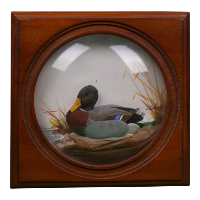 Mid 20th Century Abercrombie & Fitch Woodcock Mallard Hand Painted by Joseph Q. Whipple Shadowbox For Sale