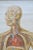 Mid-Century Modern Blood Circulation Anatomic Wall Chart from German Health Museum Cologne, 1952 For Sale - Image 3 of 10