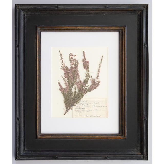 Custom Framed Vintage Finnish Herbarium Botanical Specimens - Set of Four For Sale - Image 9 of 18