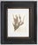 Custom Framed Vintage Finnish Herbarium Botanical Specimens - Set of Four For Sale - Image 9 of 18