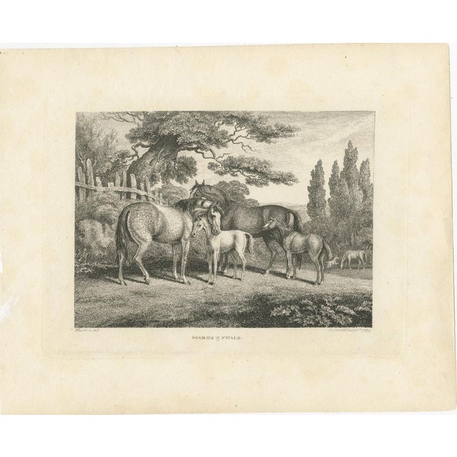 Samuel Howitt, Mares & Foals, 1799, Engraving For Sale - Image 3 of 9