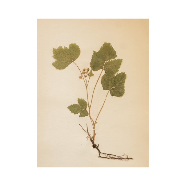 Rustic European Antique Swedish Herbarium - Stone Bramble, Circa 1911 For Sale - Image 3 of 6