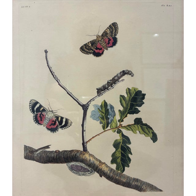 An elegant vintage natural history print depicting two beautifully patterned moths fluttering around a delicate oak...