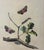 An elegant vintage natural history print depicting two beautifully patterned moths fluttering around a delicate oak...