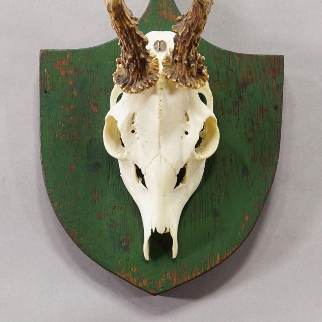 Antique Black Forest Red Deer Trophy on Green Plaque - Salem Germany 1900 For Sale - Image 4 of 6