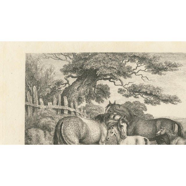 Samuel Howitt, Mares & Foals, 1799, Engraving For Sale - Image 8 of 9