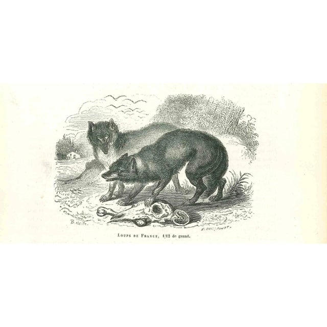 Paul Gervais (Paris, 26 September 1816 - 10 February 1879) was a French zoologist and paleontologist, obtained a doctorate...