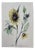 Hans Ott, Sunflower, 1968, Ink and Watercolor Drawing For Sale