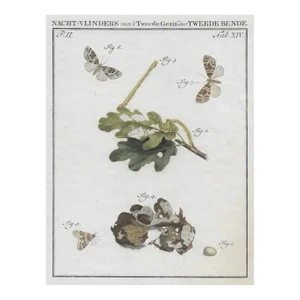 1762 Antique Dutch Moth Engraving