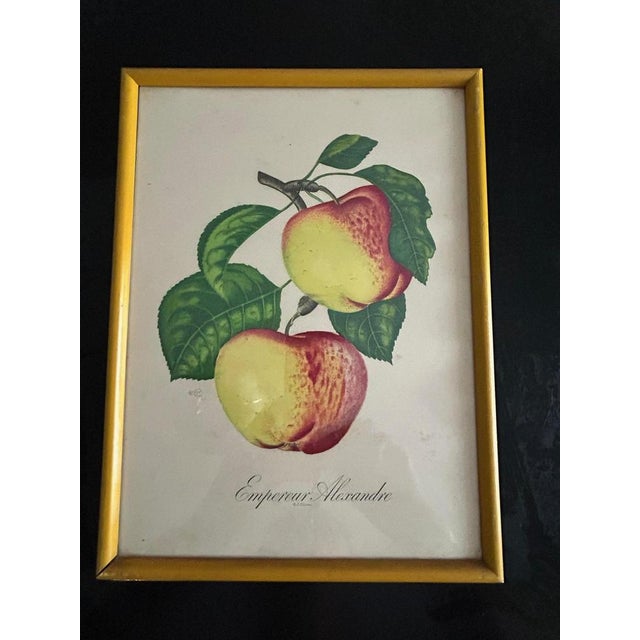 Sidney Zoltan Lucas, Fruits, 1890s-1910s, Lithographs, Set of 2 For Sale - Image 3 of 12