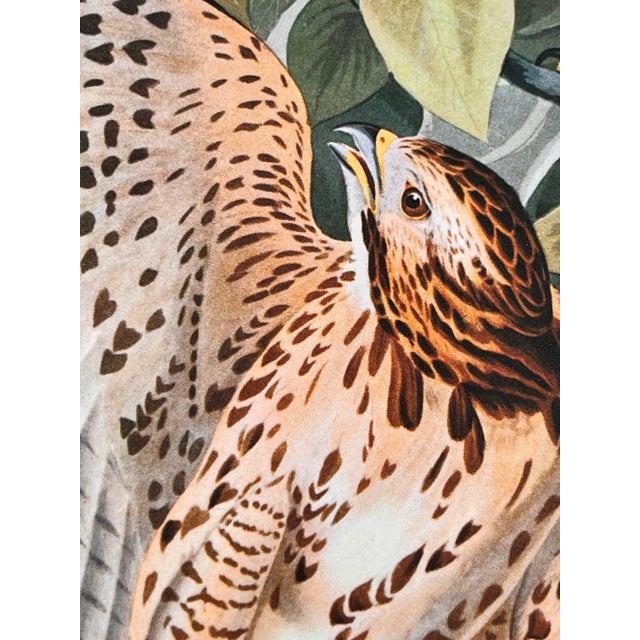 1964 Audubon Folio Lithograph Great Bird Paintings – “Broad Wing Hawk” 17x14 For Sale In New York - Image 6 of 6