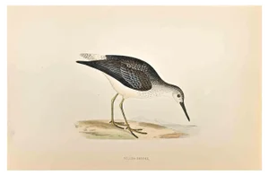 Alexander Francis Lydon, Yellow-Shanks, Woodcut Print, 1870