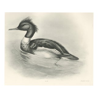 After Lilian Medland, Red-Breasted Merganser, 1909, Print For Sale