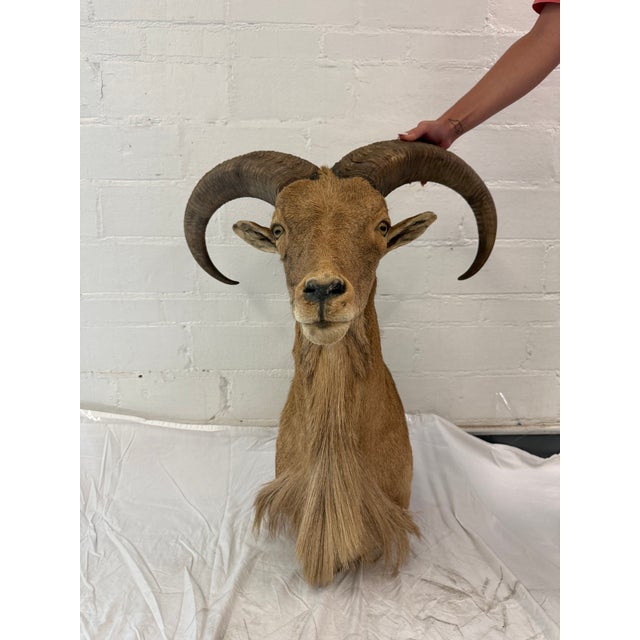 Rustic Vintage Taxidermy Aoudad (Barbary Sheep) Shoulder Mount For Sale - Image 3 of 9