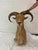 Rustic Vintage Taxidermy Aoudad (Barbary Sheep) Shoulder Mount For Sale - Image 3 of 9