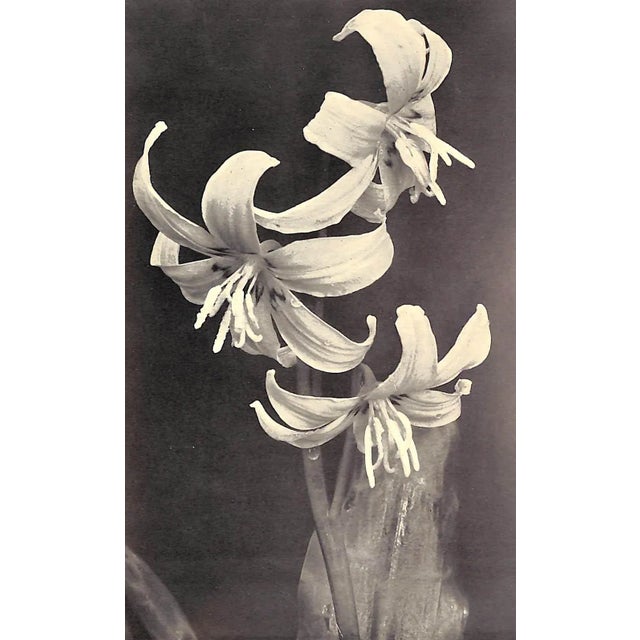 1950s "In Your Garden Again" 1953 Sackville-West, V. For Sale - Image 5 of 10