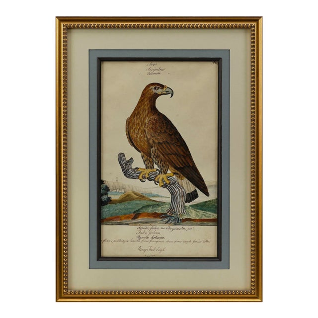 "Ring Tail Eagle" by William Goodall, Watercolor and Ink Drawing, Early 19th Century Chairish