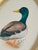This hand-painted mallard is brought to life with fine, delicate brushstrokes. A rich emerald-green head melts into softly...