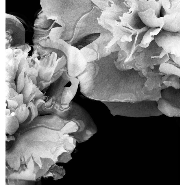 Peonies Afloat - Blooms, Black and White Photography, Limited Edition 2 of 5 2024 For Sale - Image 4 of 8