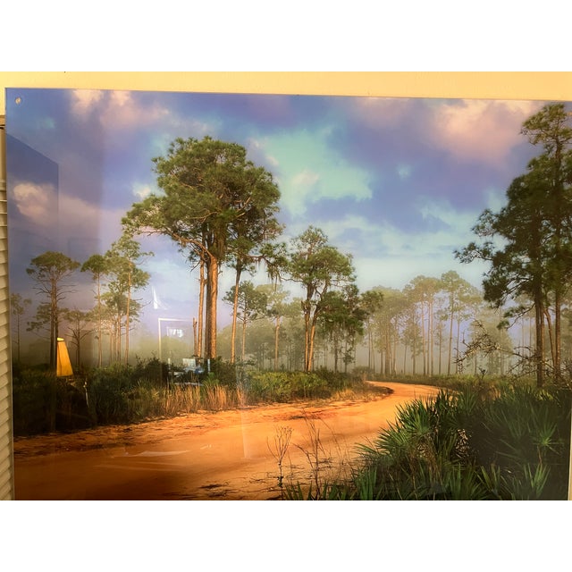 Old Florida; Highlands Hammock Park, Sebring Florida Photo Print, Pines and Palmetto. Four by Three Feet in Plastic For Sale - Image 14 of 18