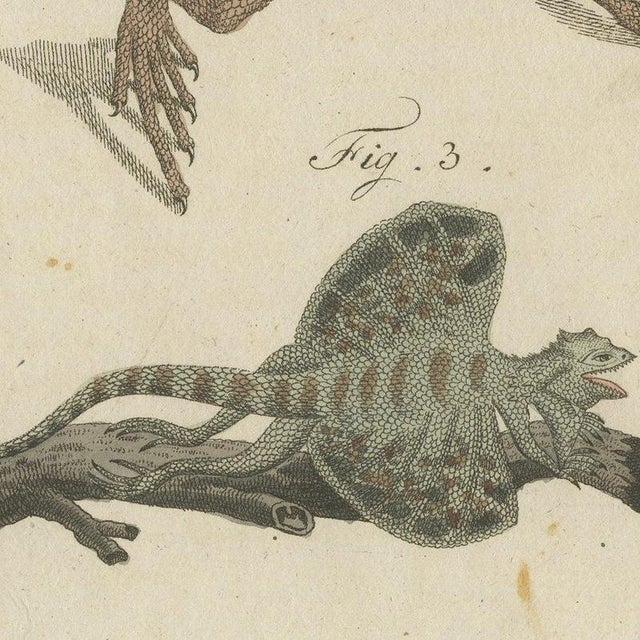 Bertuch, Monitor, Basilisk and Flying Dragon, 1805, Print For Sale - Image 4 of 12