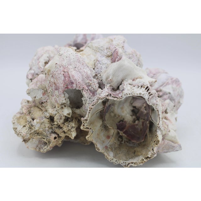 Off-white Vintage Organic Modern Coastal Barnacle Conglomerate Sculpture For Sale - Image 8 of 11