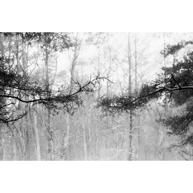 Baltic Pine Forest -Black and White Analogue Photography, Limited Edition of 20. 2023 For Sale - Image 4 of 4