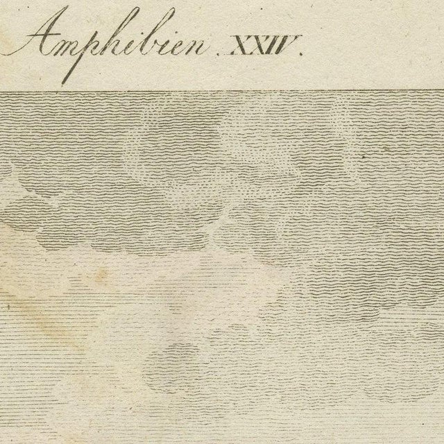 Bertuch, Elephant Seals on a Rocky Shore, 1809, Print For Sale - Image 9 of 12