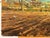 1985 Richard Woods Winter landscape with Seagulls on ploughed fields in the English Countryside For Sale - Image 13 of 15