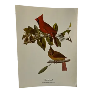 1960s After Audubon Cardinal Print