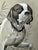 Original graphite pencil drawing by American artist and illustrator Theodore E. Schrock (1879–1952), depicting a Pointer...