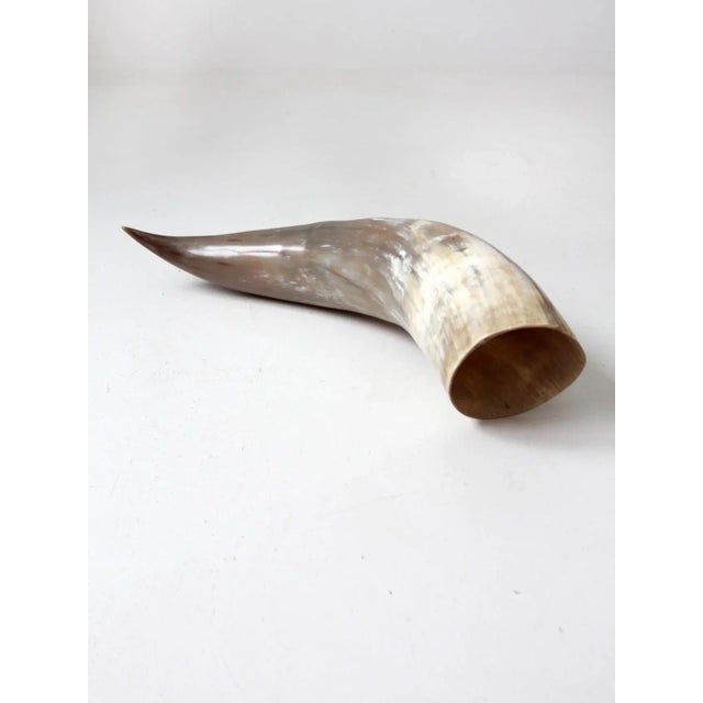 Vintage Polished Horn For Sale - Image 10 of 12